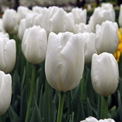 Tulipan Hakuun - mieszaniec Darwina - 5 cebulek