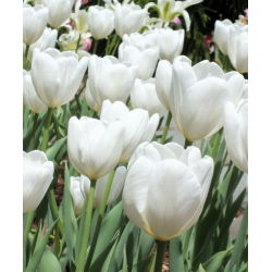Tulipan Hakuun - mieszaniec Darwina - 5 cebulek