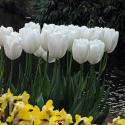 Tulipan Hakuun - mieszaniec Darwina - 5 cebulek