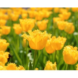 Tulipan Hamilton - 5 cebulek