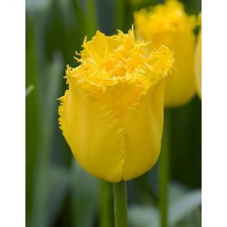 Tulipan Hamilton - 5 cebulek