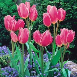 Tulipan Happy Family - 5 cebulek