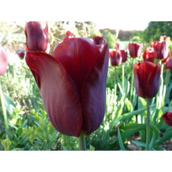 Tulipan Jan Reus - 5 cebulek
