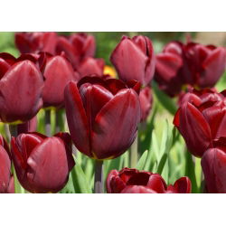 Tulipan Jan Reus - 5 cebulek