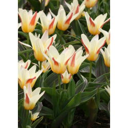 Tulipan Johann Strauss - 5 cebulek