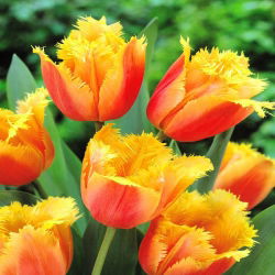 Tulipan Lambada - 5 cebulek