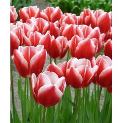 Tulipan Leen van der Mark - 5 cebulek