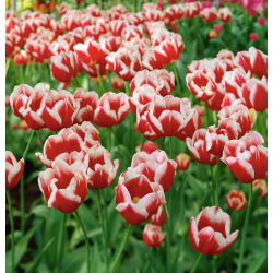 Tulipan Leen van der Mark - 5 cebulek