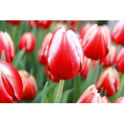 Tulipan Leen van der Mark - 5 cebulek