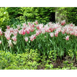 Tulipan Marilyn - 5 cebulek