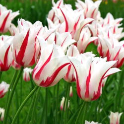 Tulipan Marilyn - 5 cebulek