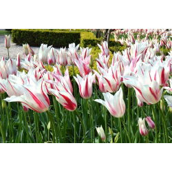 Tulipan Marilyn - 5 cebulek