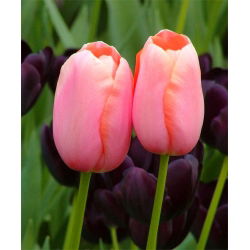 Tulipan Menton - 5 cebulek