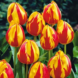 Tulipan Mickey Mouse - 5 cebulek