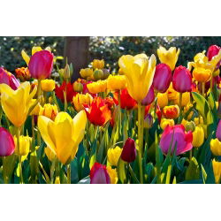 Tulipan Mix - mieszanka odmian - opak. 5 cebulek