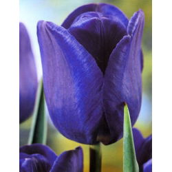 Tulipan niebieski - Blue - 5 cebulek