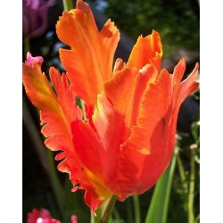Tulipan Orange Favourite - 5 cebulek