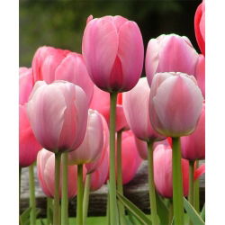 Tulipan Pink Impression - 5 cebulek