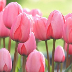 Tulipan Pink Impression - 5 cebulek