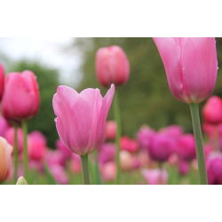 Tulipan Pink Impression - 5 cebulek