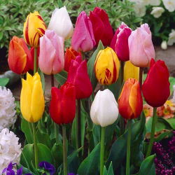 Tulipan Mix - mieszanka odmian - opak. 5 cebulek