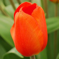 Tulipan pomarańczowy Orange - 5 cebulek