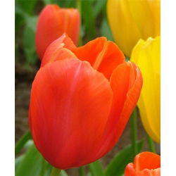Tulipan pomarańczowy Orange - 5 cebulek