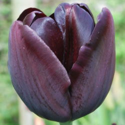 Tulipan Queen of Night - 5 cebulek