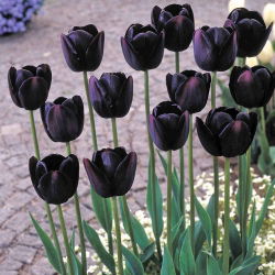 Tulipan Queen of Night - 5 cebulek