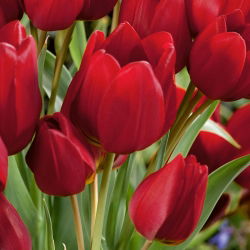 Tulipan Red Georgette - 5 cebulek