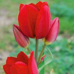 Tulipan Red Georgette - 5 cebulek