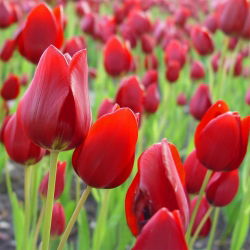 Tulipan Red Georgette - 5 cebulek