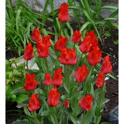 Tulipan Red Riding Hood - 5 cebulek