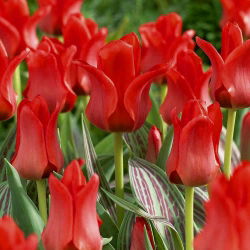Tulipan Red Riding Hood - 5 cebulek