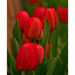 Tulipan czerwony Red - 5 cebulek