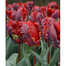 Tulipan Rococo  - 5 cebulek
