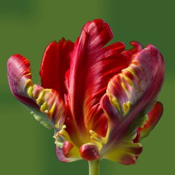 Tulipan Rococo  - 5 cebulek