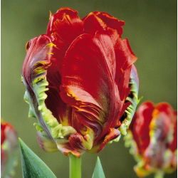 Tulipan Rococo  - 5 cebulek