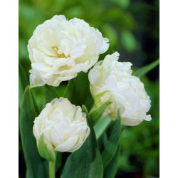 Tulipan Mount Tacoma - 5 cebulek