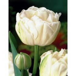 Tulipan Mount Tacoma - 5 cebulek