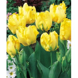 Tulipan papuzi Texas Gold - 5 cebulek