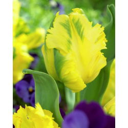 Tulipan papuzi Texas Gold - 5 cebulek