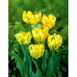 Tulipan papuzi Texas Gold - 5 cebulek