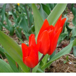 Tulipan botaniczny - Tubergen's Variety - 5 cebulek