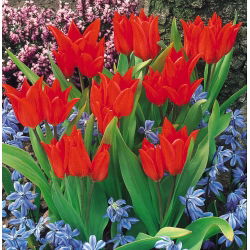 Tulipan botaniczny - Tubergen's Variety - 5 cebulek