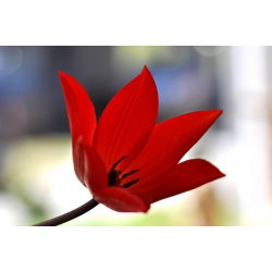 Tulipan botaniczny - Tubergen's Variety - 5 cebulek
