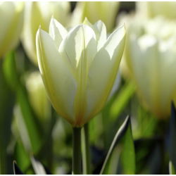 Tulipan niski White Purissima - 5 cebulek
