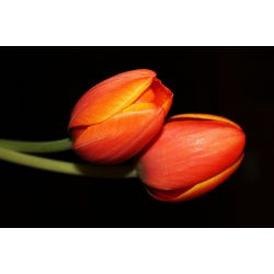 Tulipan pomarańczowy Orange - 5 cebulek