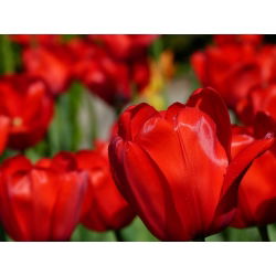 Tulipan Apeldoorn - 5 cebulek