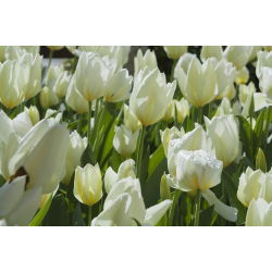 Tulipan niski White Purissima - 5 cebulek